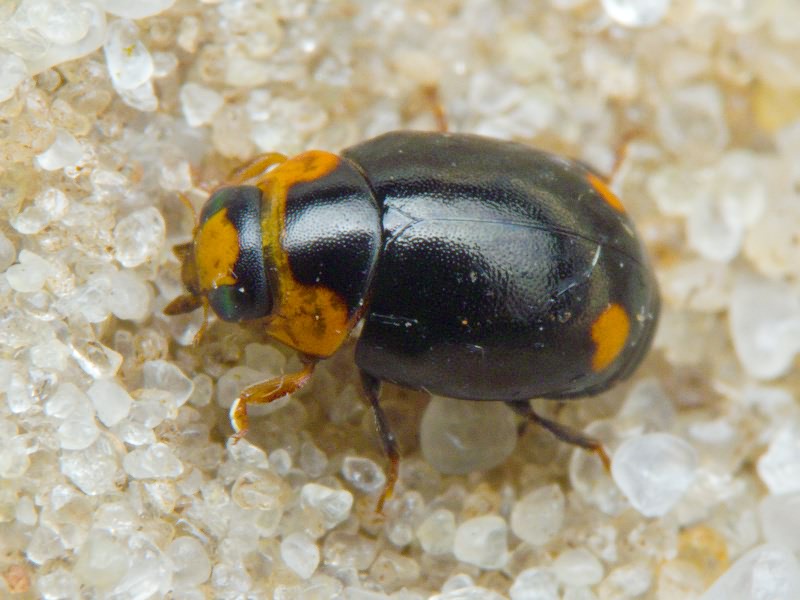 Hyperaspis reppensis (Herbst, 1783)